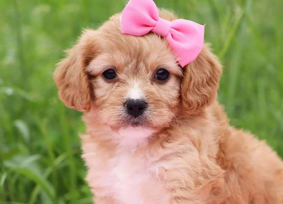 Cavachon Available