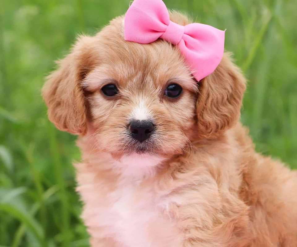 Cavachon Available