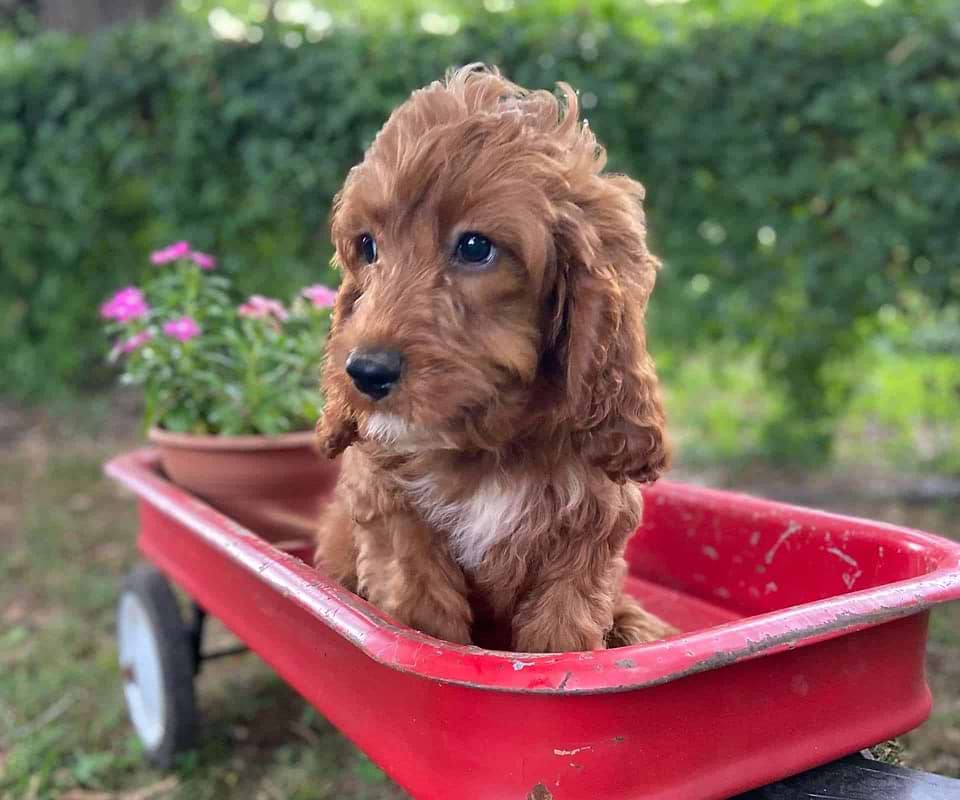 Cavapoo Available