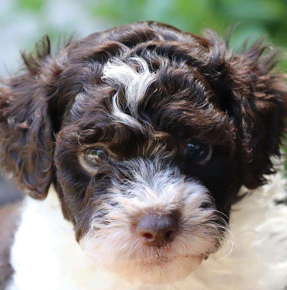 Cockapoo Available