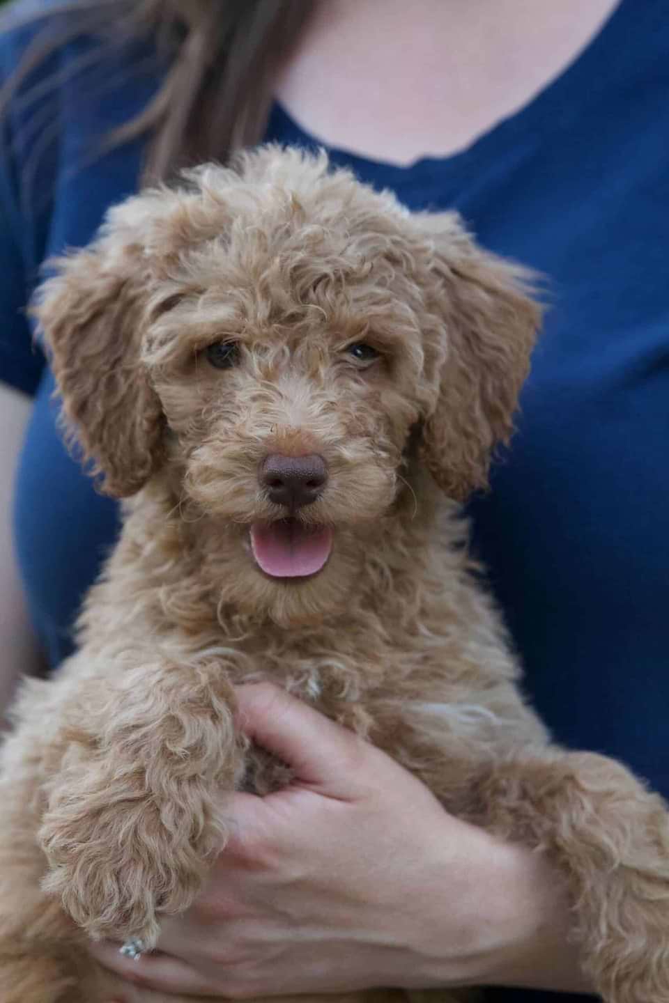 Goldendoodle Available