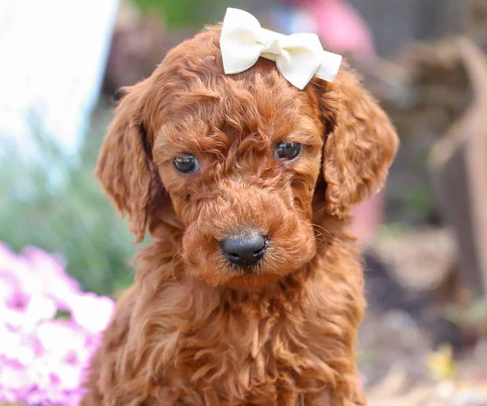 Available Irishdoodle