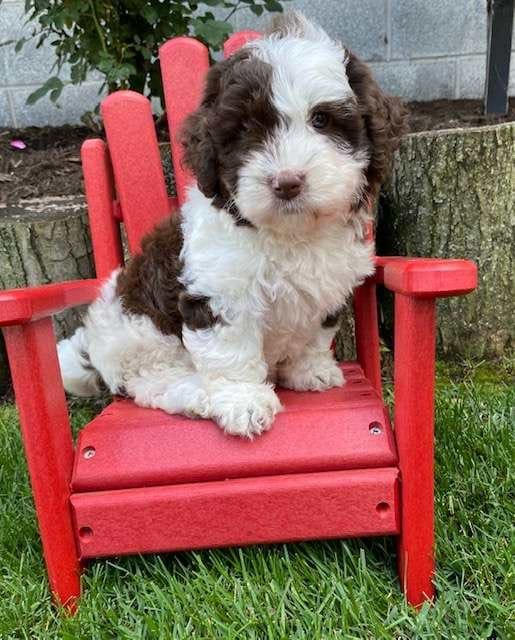 Labradoodle Available