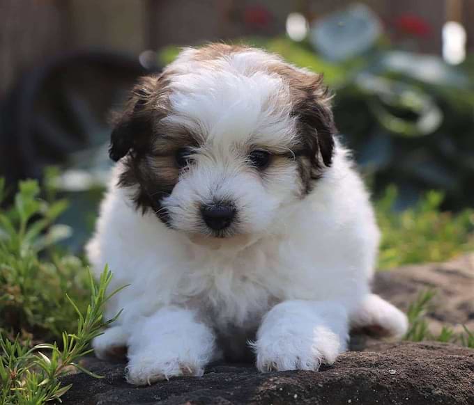 Pomapoo Puppies for Sale — Family-Raised