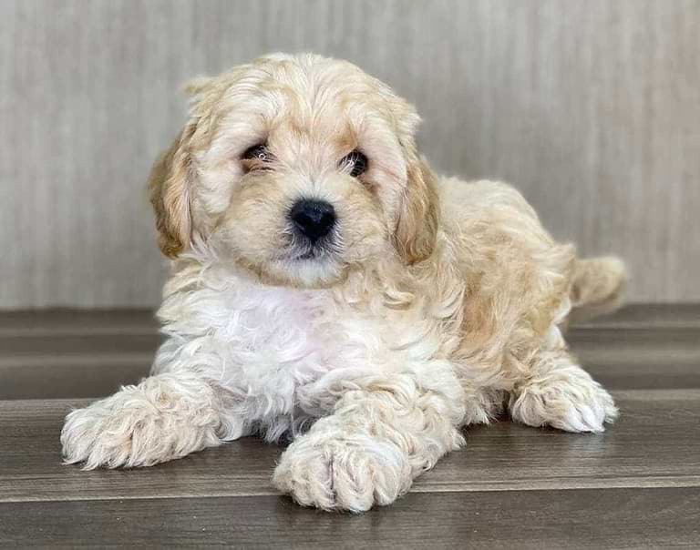 Pomapoo Puppies for Sale — Family-Raised