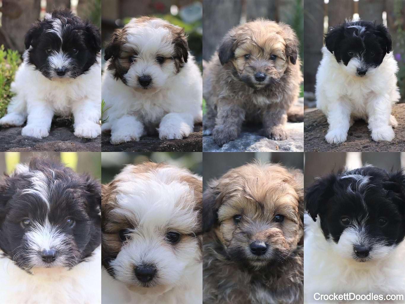 Fox Type Pomapoo Pomapoo Puppies for Sale — Family-Raised