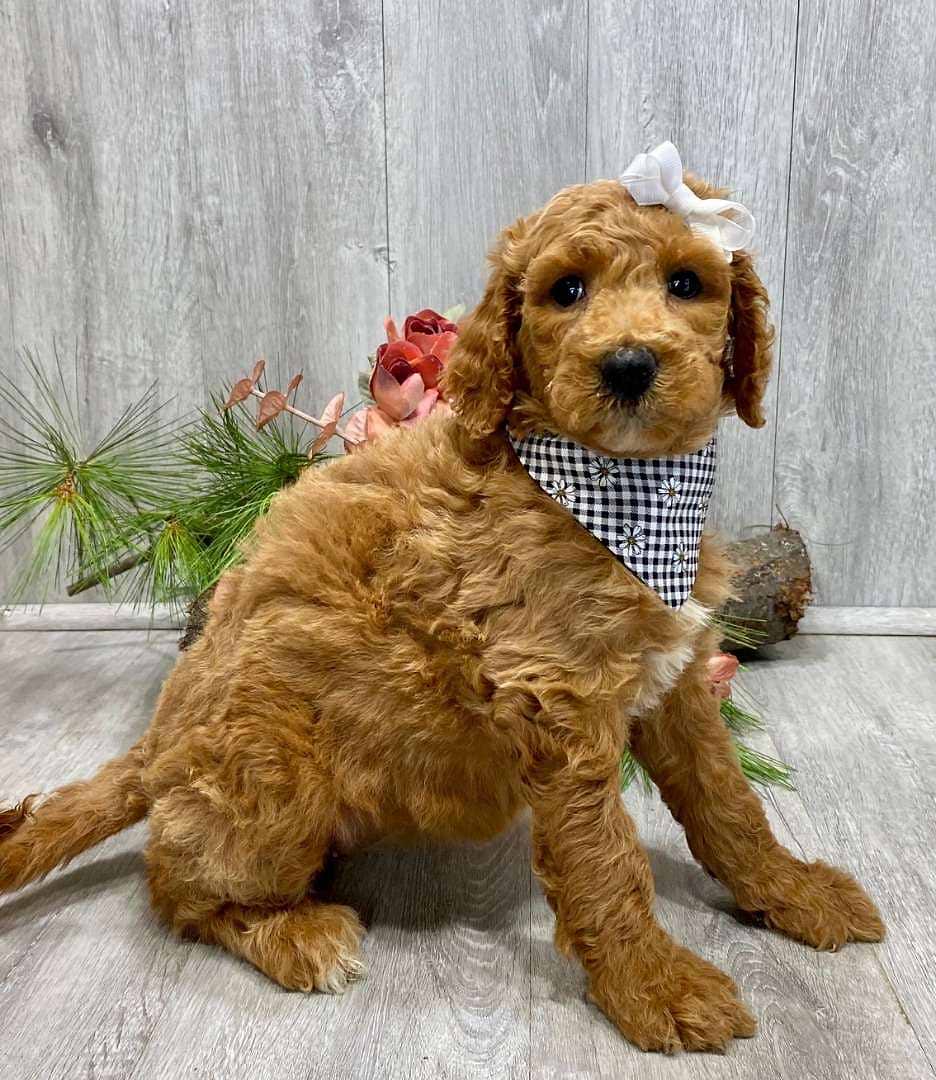 Available Pyredoodle