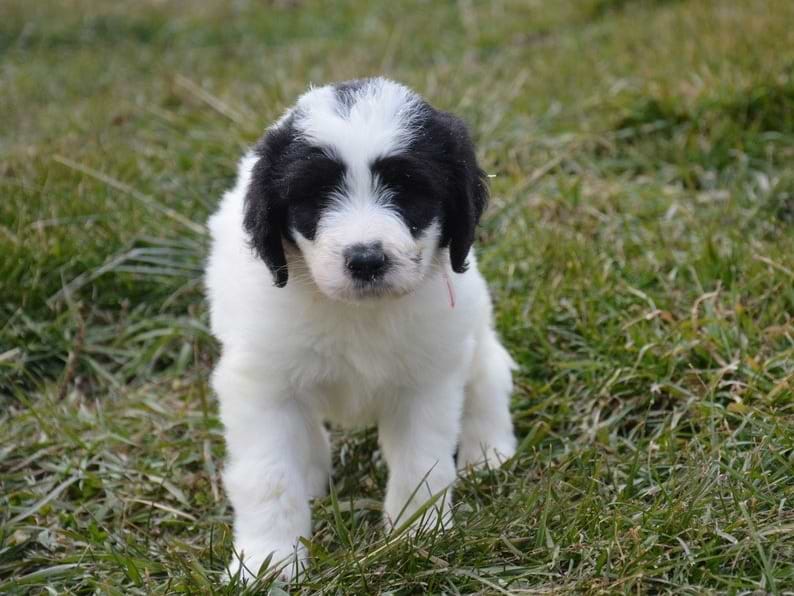 pyredoodle great pyrenees poodle mix