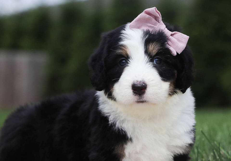 Bernedoodle Available