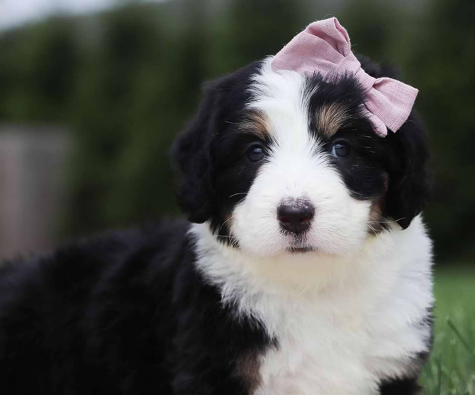 Bernedoodle Available