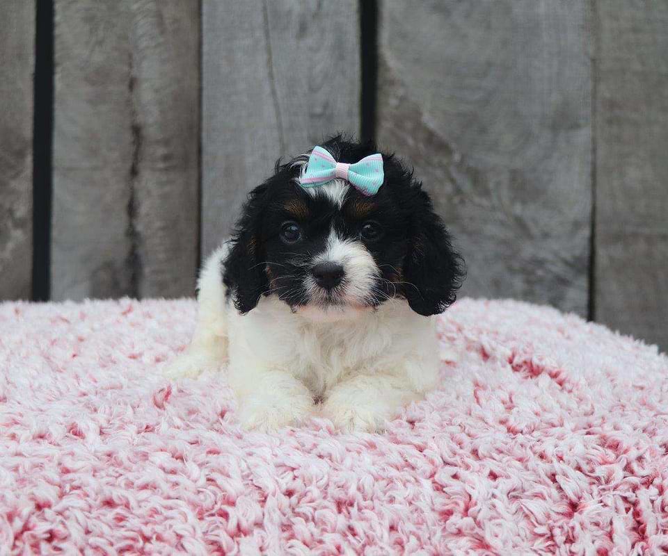 Cavapoo Available