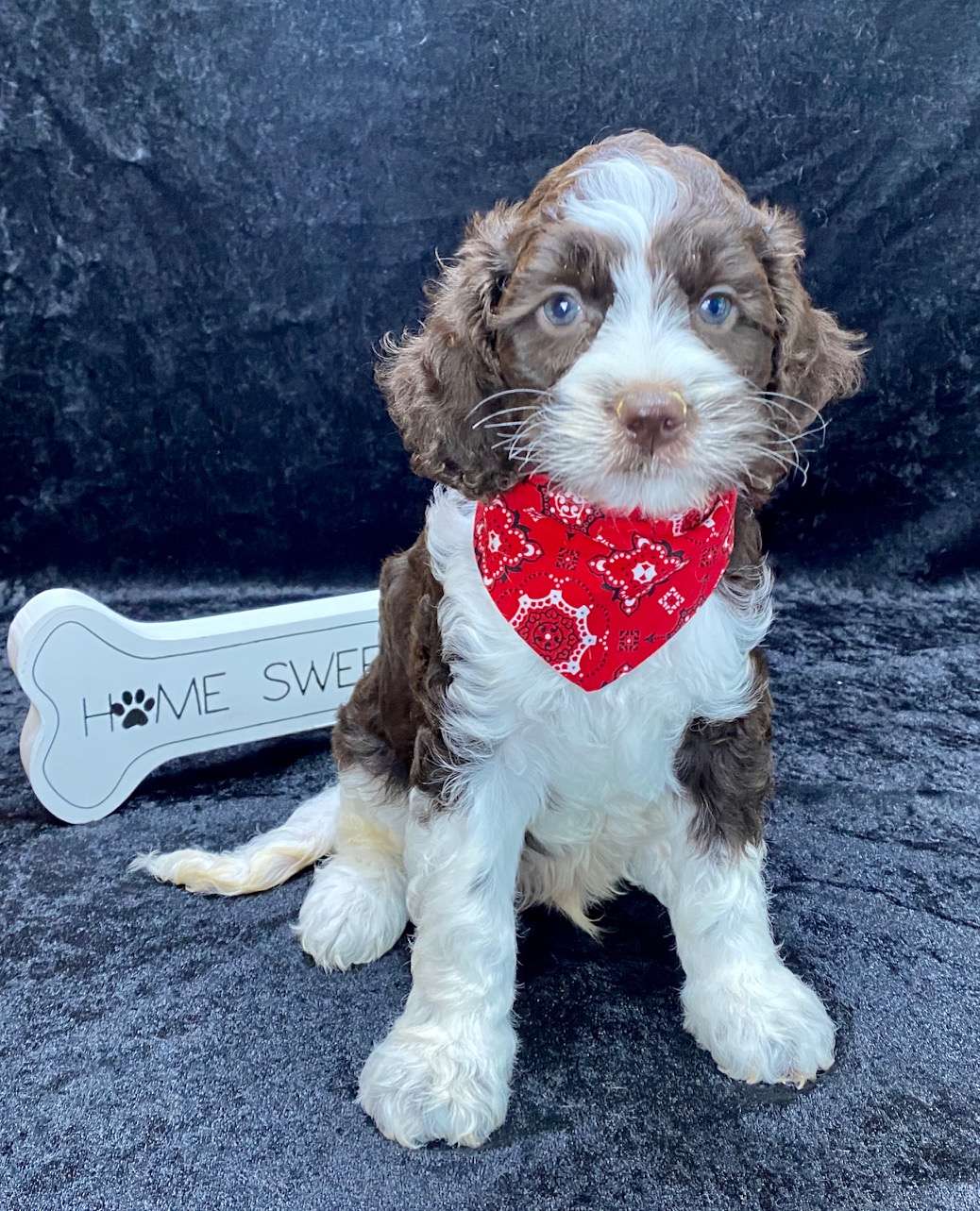 Available Cockapoo
