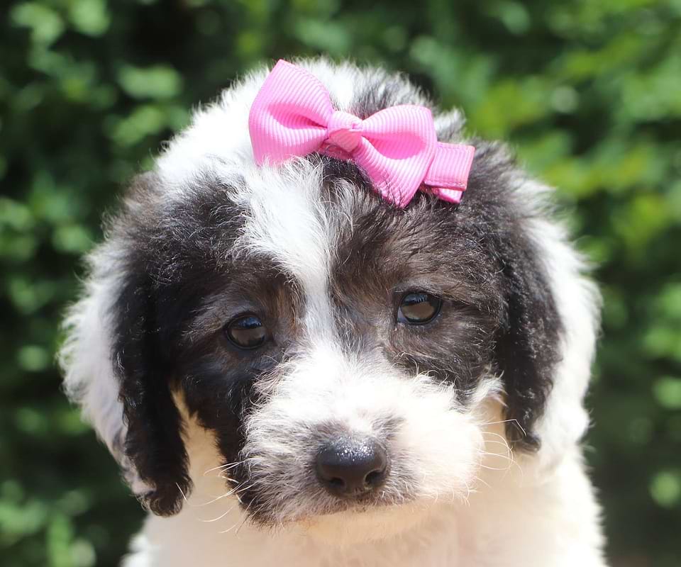 Labradoodle Available