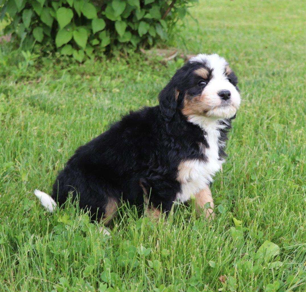 Available Bernedoodle