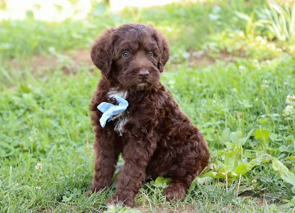 Available Saint Berdoodle