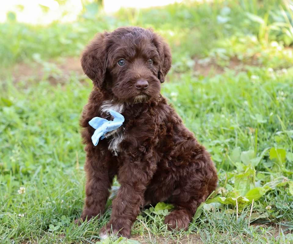 Available Saint Berdoodle