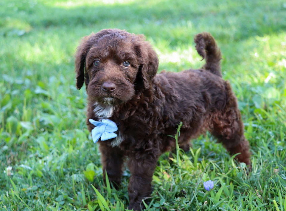 Saint Berdoodle Puppy