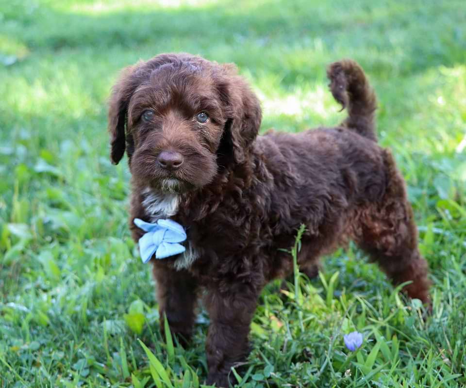 Saint Berdoodle Puppy