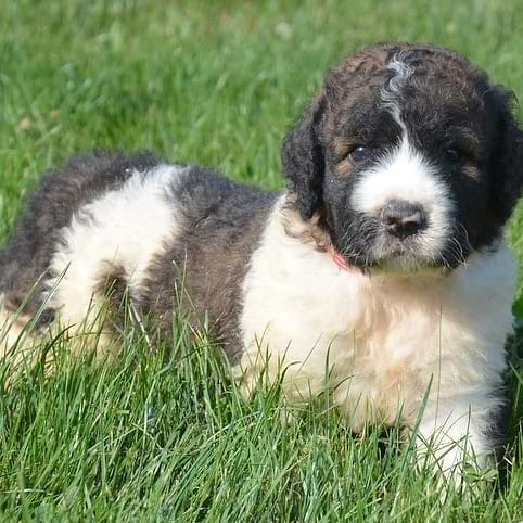 Multi-color Saint Berdoodle