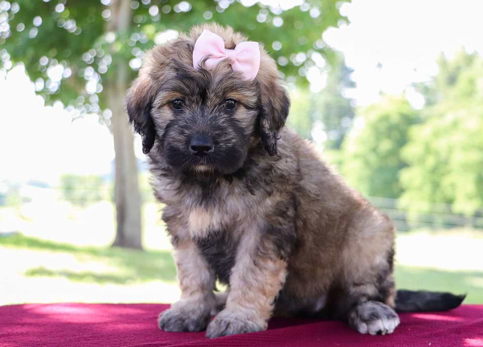 Saint Berdoodle Available