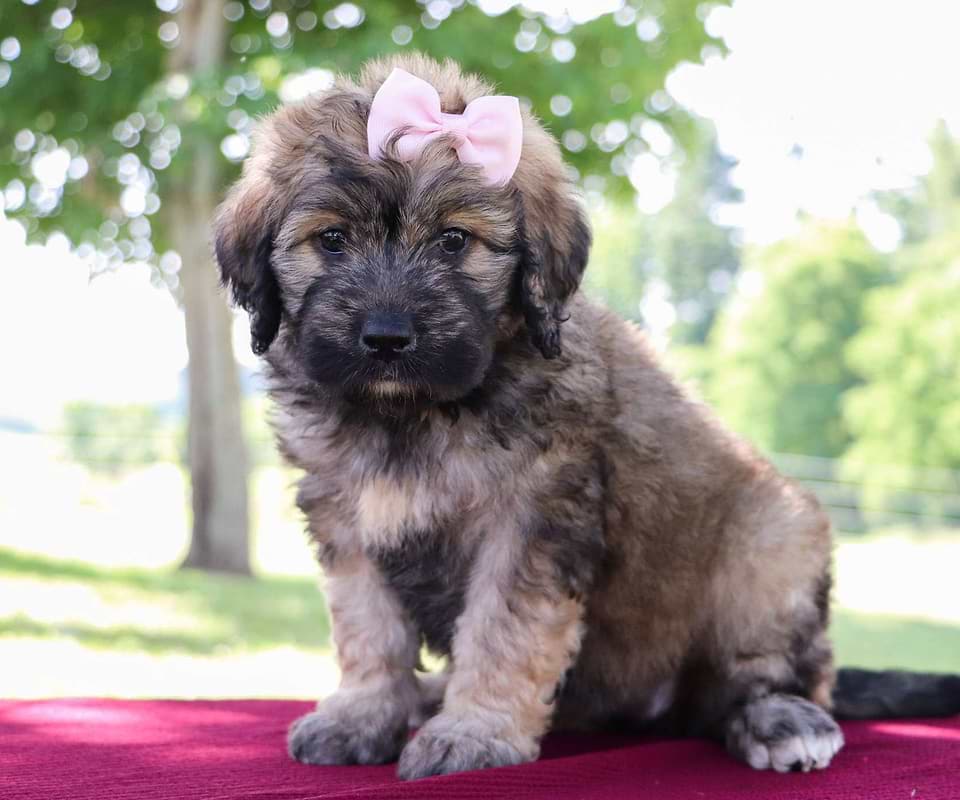 Saint Berdoodle Available