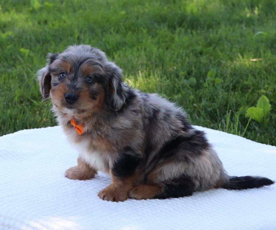 Aussiedoodle Available