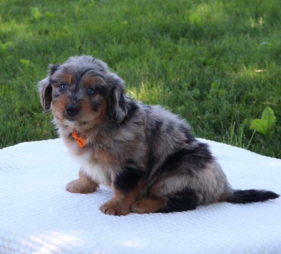 Aussiedoodle Available