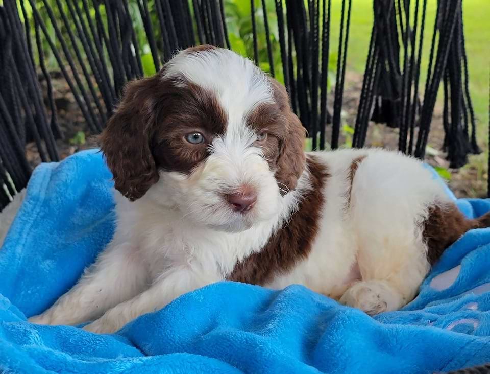 Sheepadoodle Available