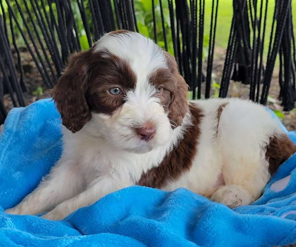 Sheepadoodle Available