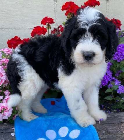 Sheepadoodle Available