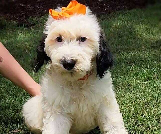 Available Sheepadoodle