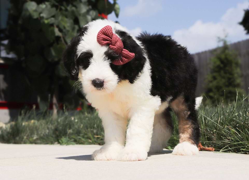 Available Sheepadoodle