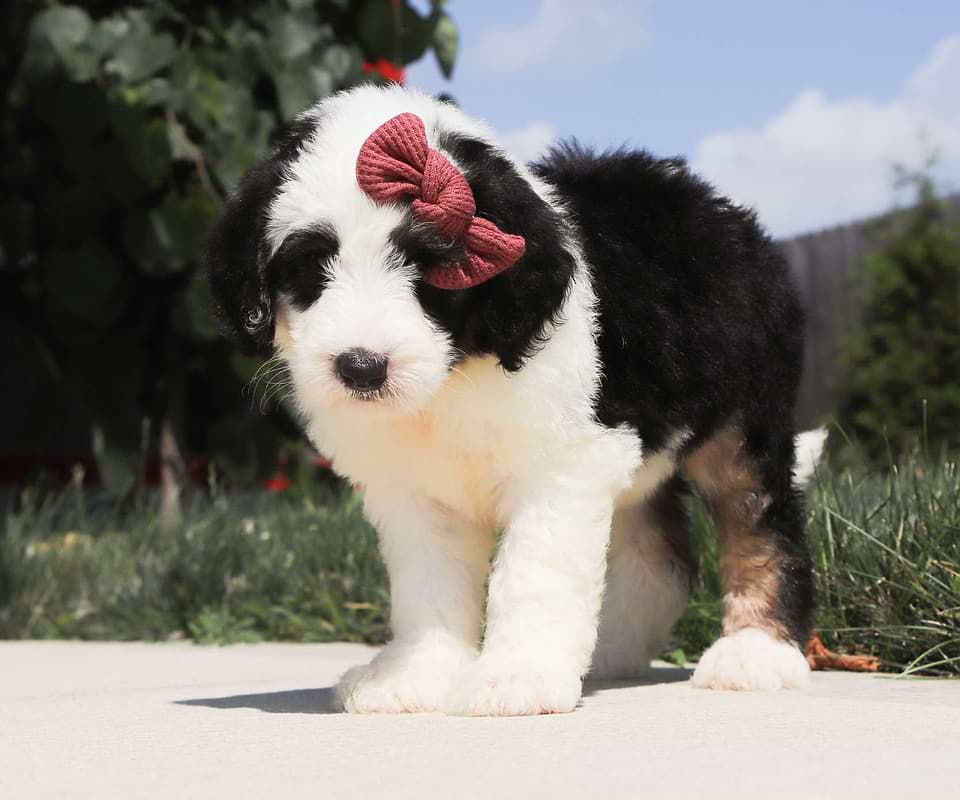 Available Sheepadoodle
