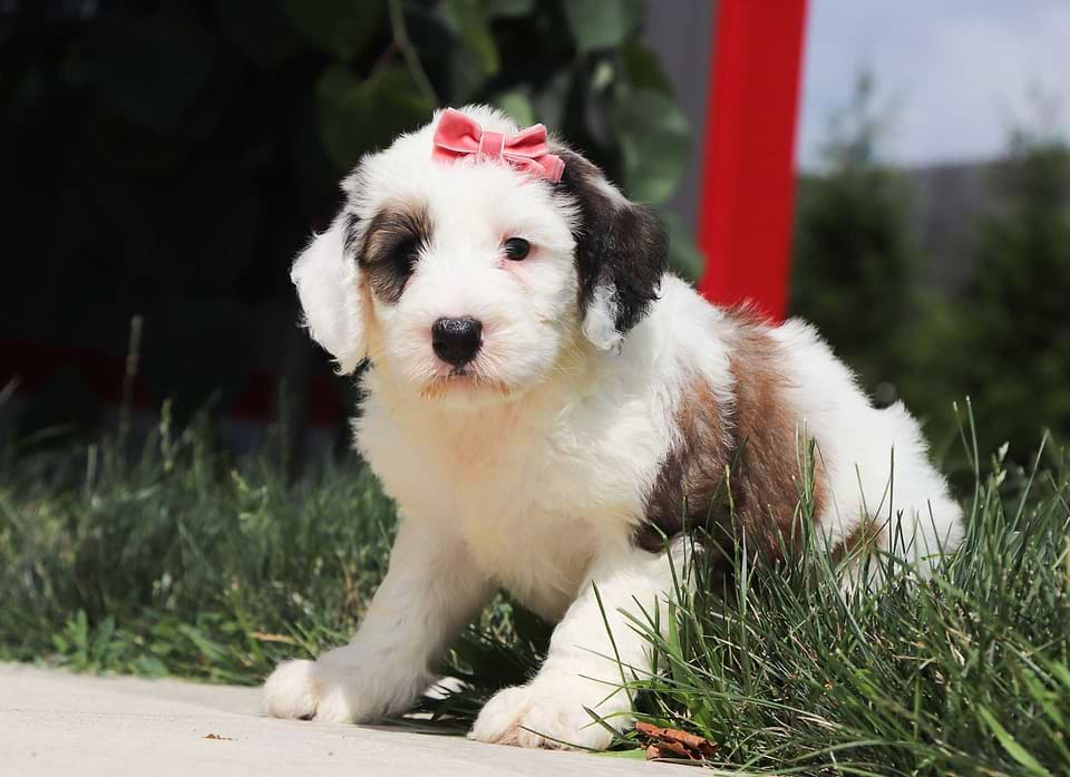 Sheepadoodle Available