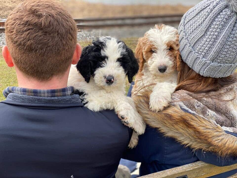 Sheepadoodle Siblings Crockett Doodles