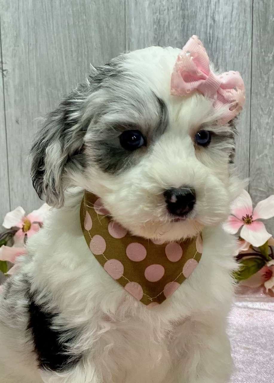 Sheepadoodle Available