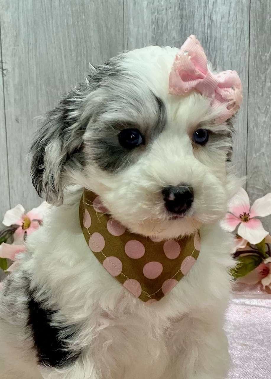 Sheepadoodle Available