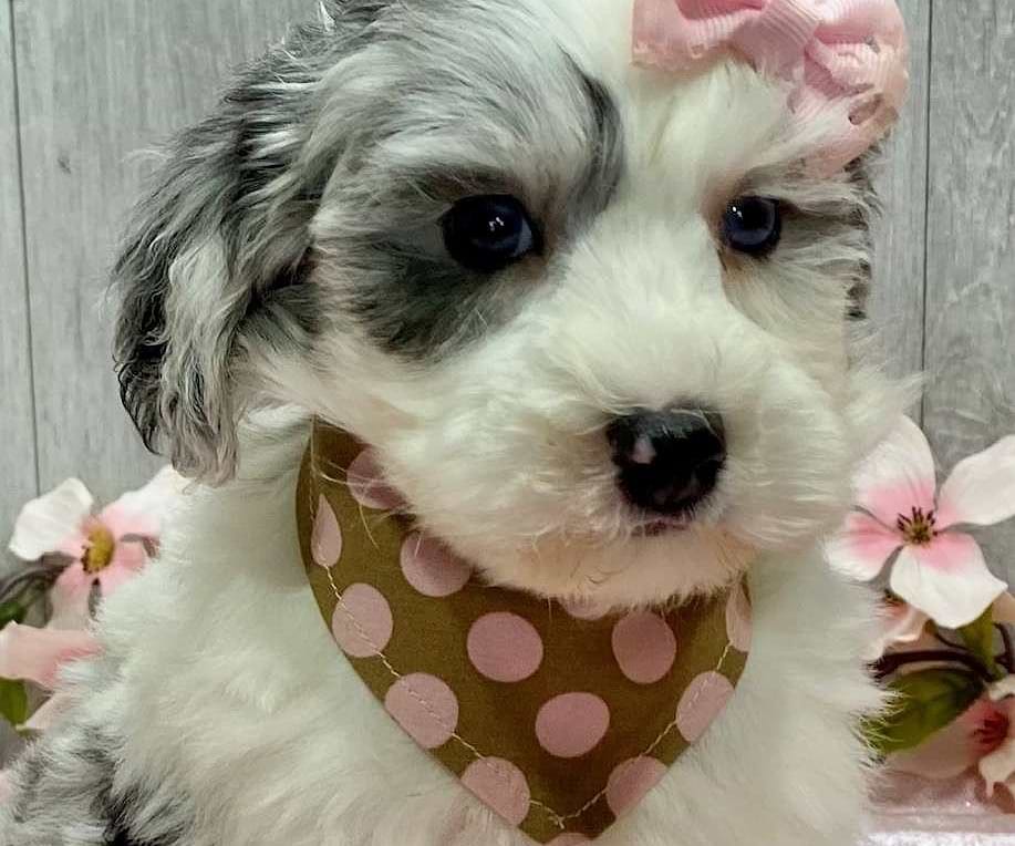 Sheepadoodle Available