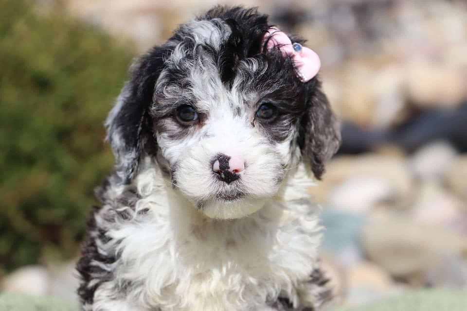 Available Sheepadoodle