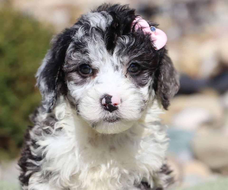 Available Sheepadoodle