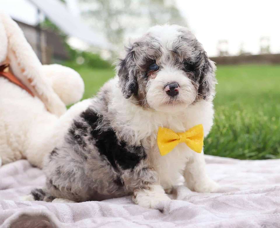 Available Sheepadoodle