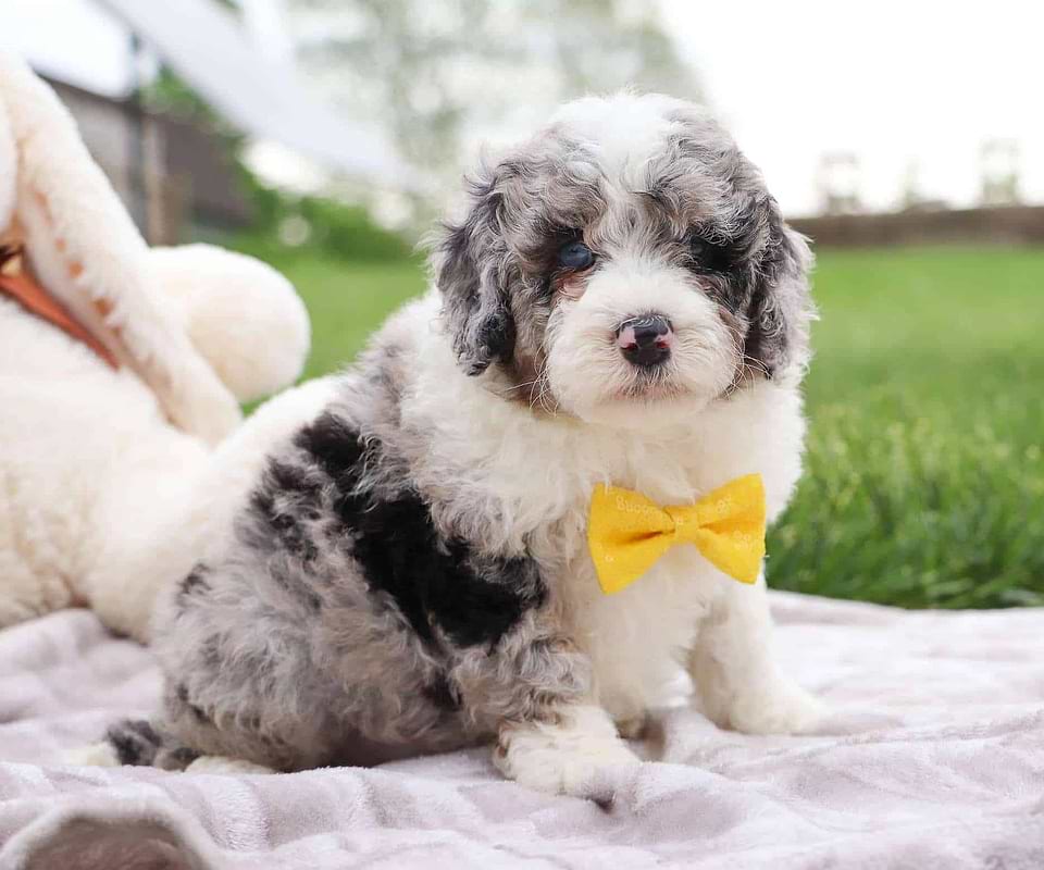 Available Sheepadoodle