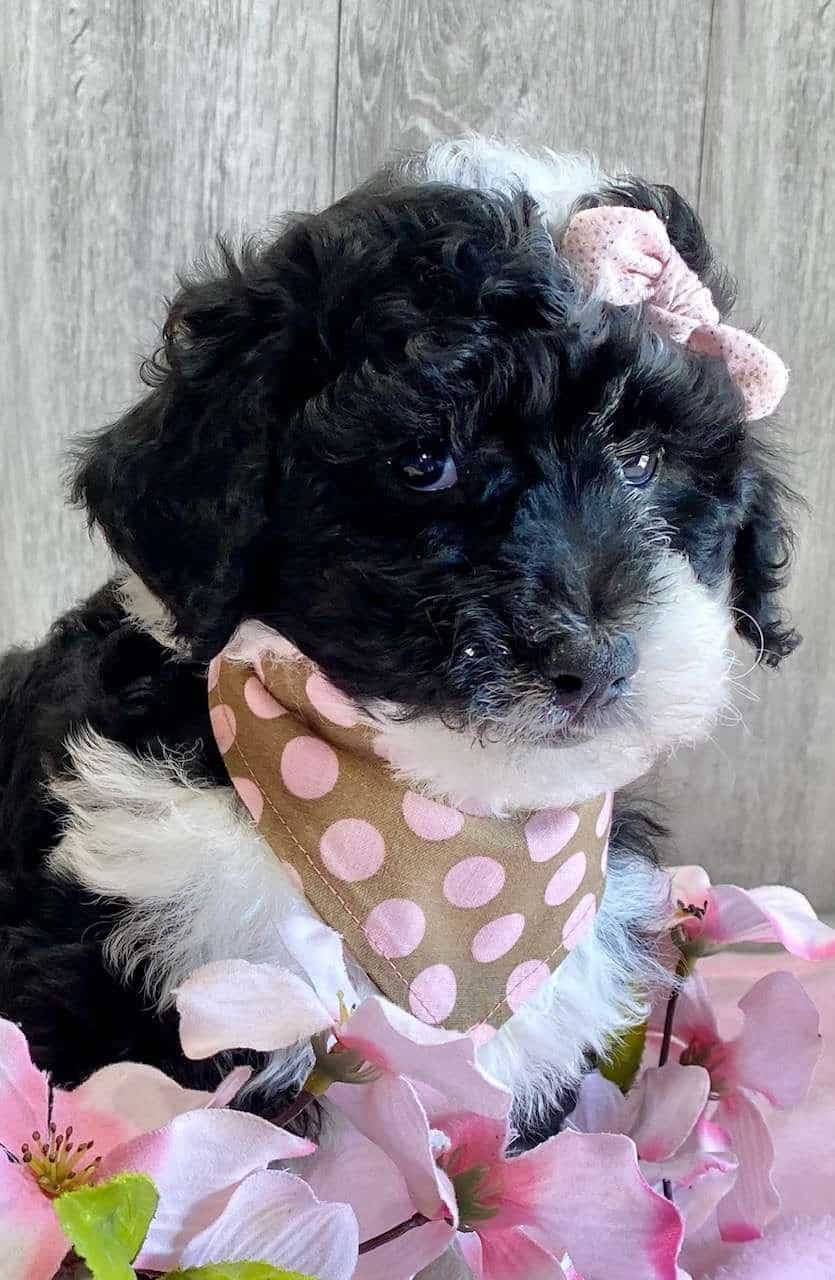 Available Sheepadoodle