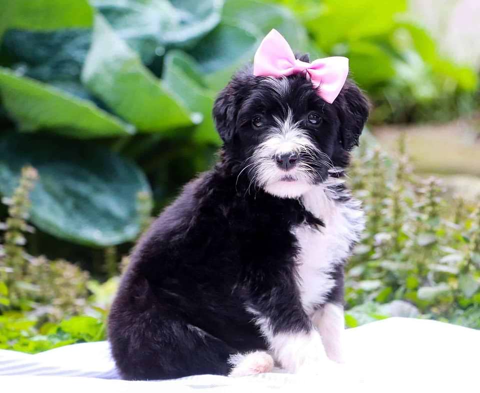 Available Sheepadoodle