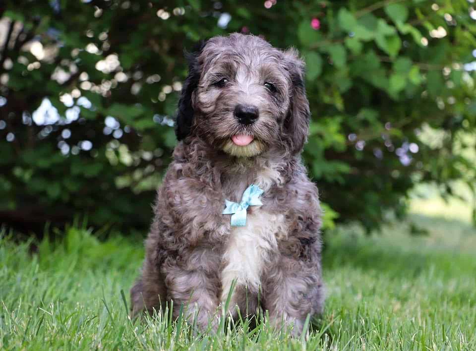 Sheepadoodle Available