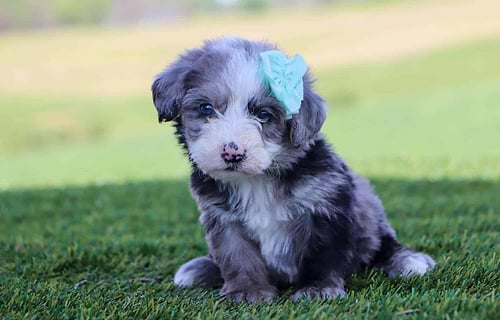 Sheepadoodle Available