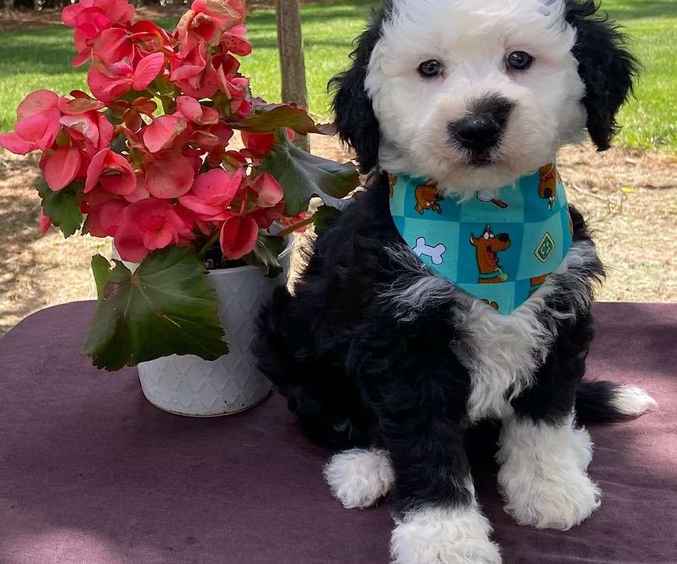 Available Sheepadoodle