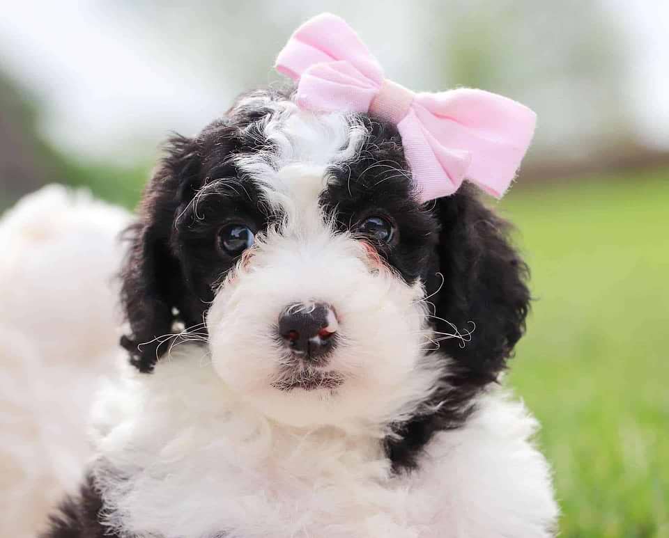 Available Sheepadoodle