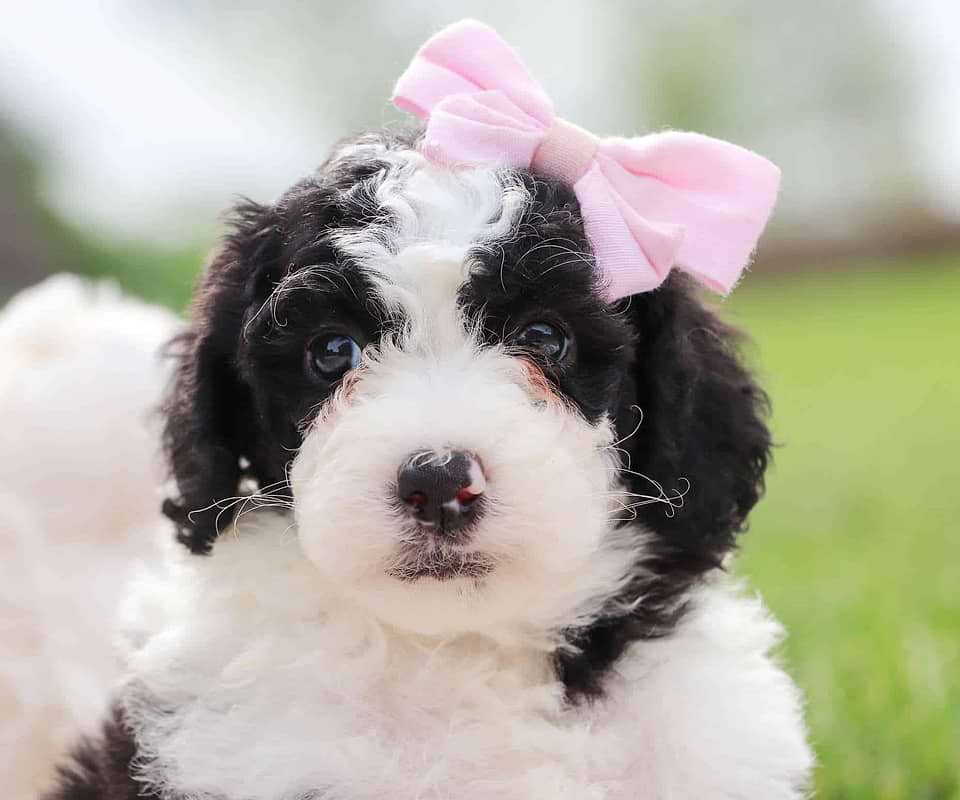 Available Sheepadoodle