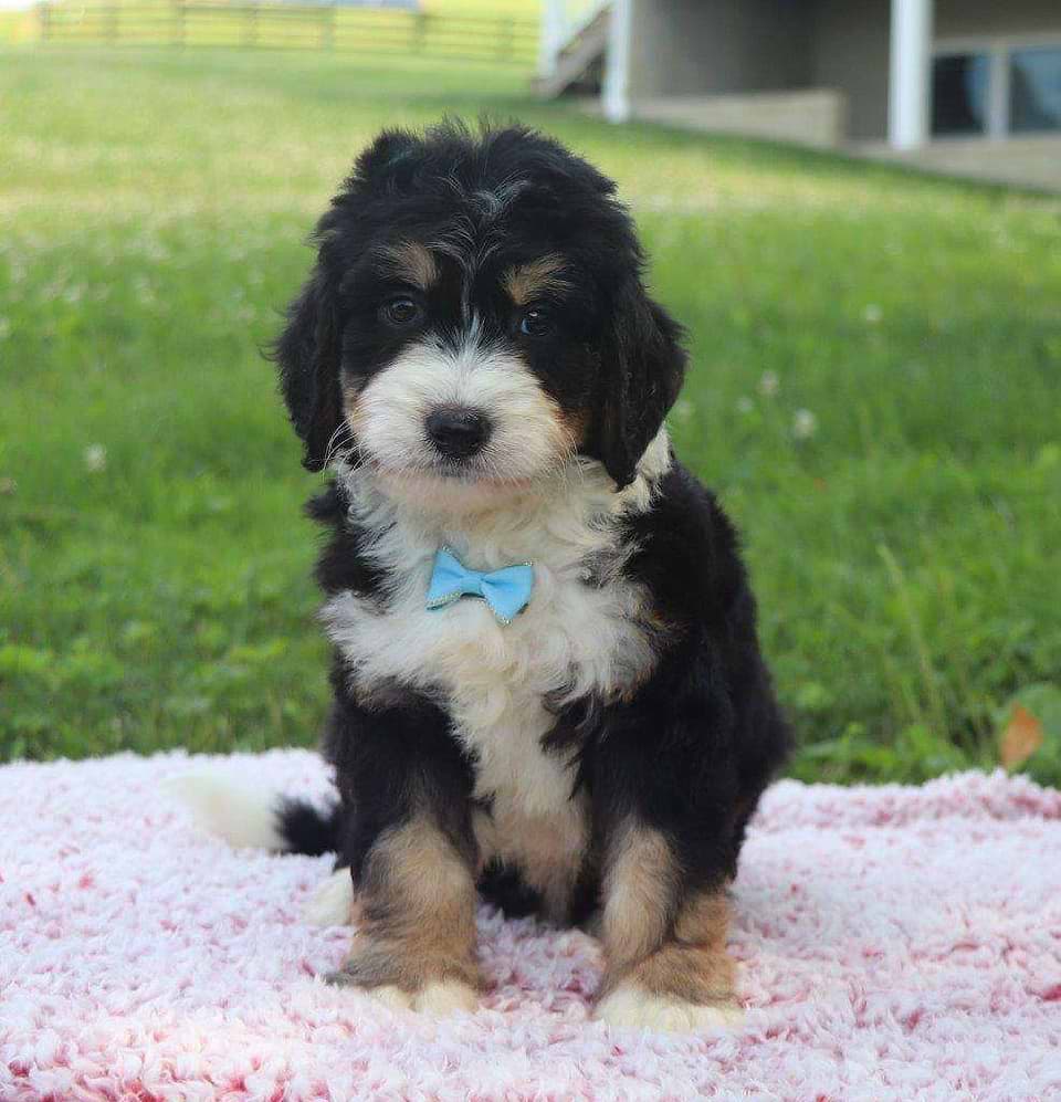 Bernedoodle Available